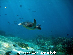 On the Safety Stop this Hawksbill came swimming by.. by Johan Van Der Windt 
